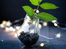 Plante verte en verre